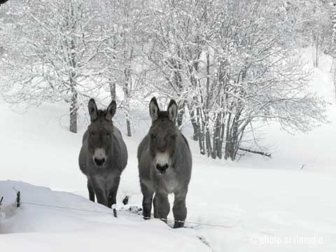 photo arvimedia couple d'anes des neiges à long poils