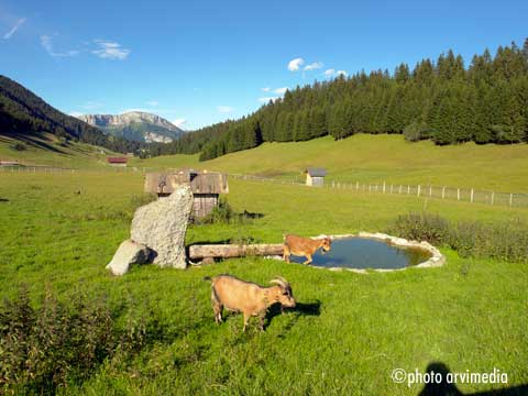 chèvre de montagne les Glières