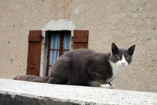 le chat sur une murette proche de l'église