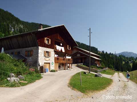 achat de reblochon en direct de la ferme au plateau des Glières
