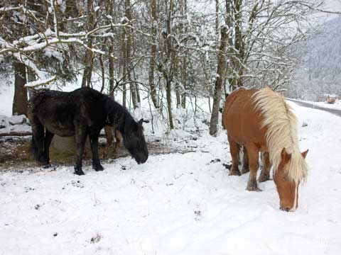 balade en poney dans les Aravis Haute Savoie